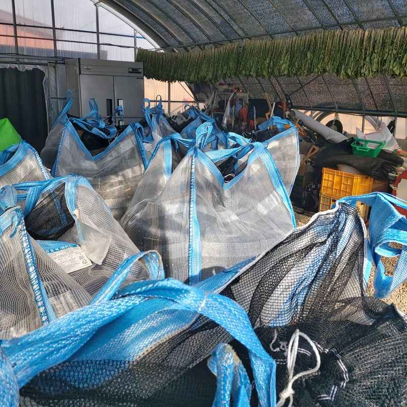 장터 상품 [햇 서리태 태청] 썸네일