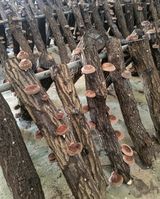 팜모닝 버섯·시세•판로 게시글 이미지