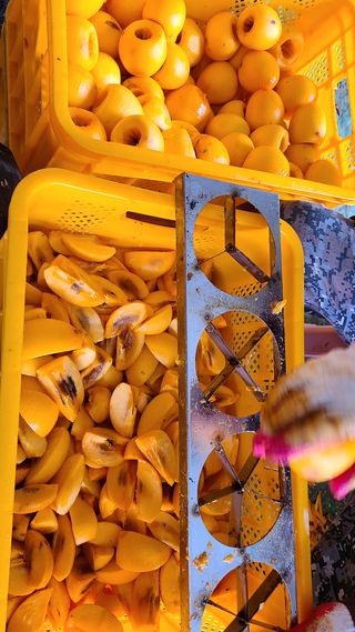 김봉근님의 감 · 자유게시판 작성글 사진