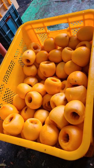 김봉근님의 감 · 자유게시판 작성글 사진