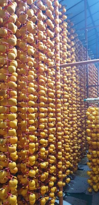 김봉근님의 감 · 자유게시판 작성글 사진