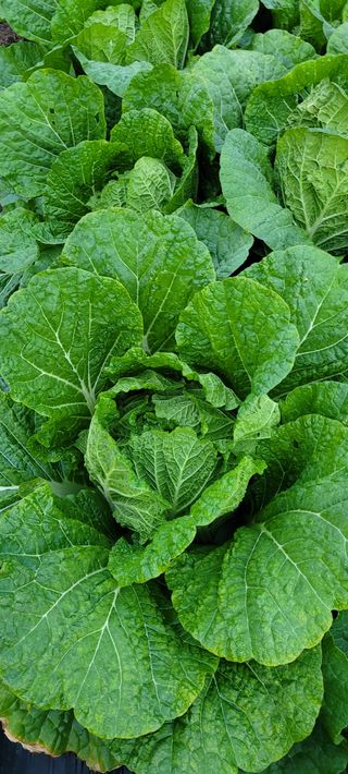 정현정님의 배추 · 수확 작성글 사진