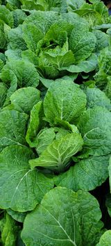 팜모닝 배추·수확 게시글 이미지