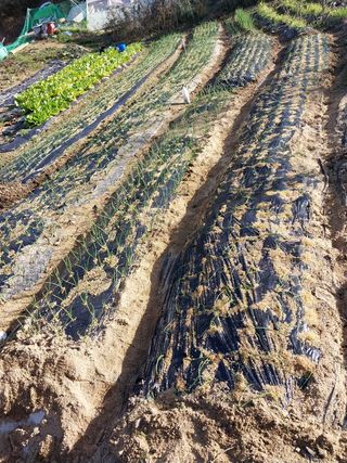 해안로님의 양파 · 자유게시판 작성글 사진