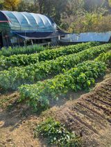 팜모닝 배추·수확 게시글 이미지