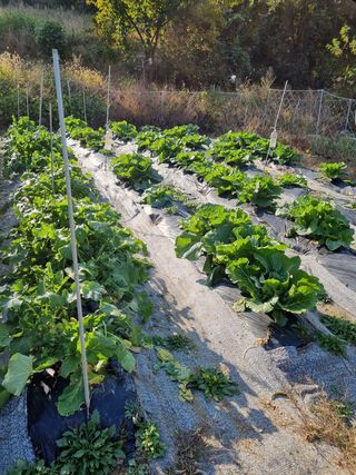 매실6242님의 배추 · 수확 작성글 사진