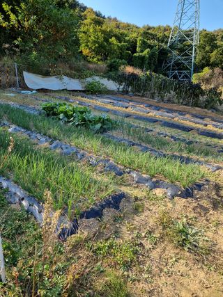 매실6242님의 배추 · 수확 작성글 사진