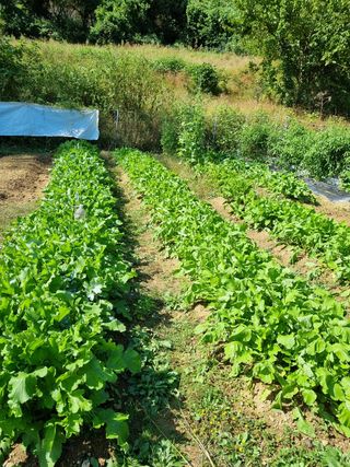 매실6242님의 배추 · 수확 작성글 사진
