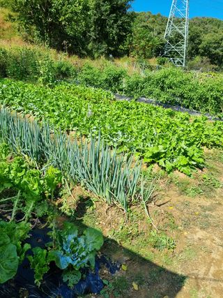 매실6242님의 배추 · 수확 작성글 사진