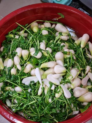 매실6242님의 배추 · 수확 작성글 사진