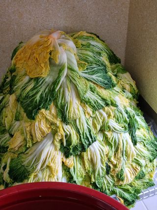 매실6242님의 배추 · 수확 작성글 사진