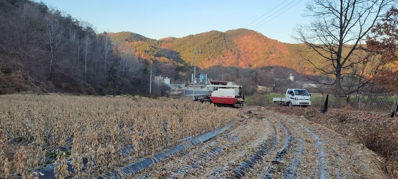 정안이네님의 장터 판매 상품 [햇검은들깨 1kg 2022년산] 첨부 사진