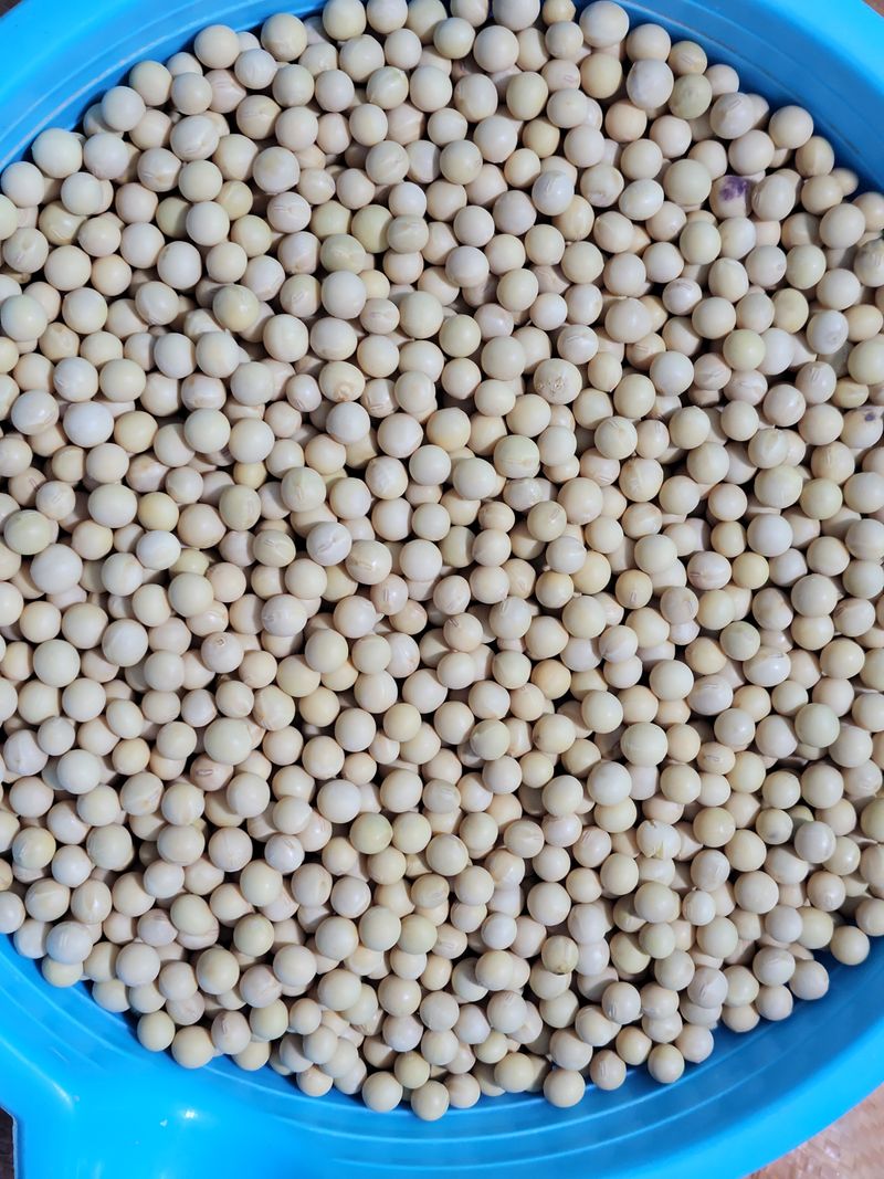 정안이네님의 장터 판매 상품 [햇검은들깨 1kg 2022년산] 첨부 사진