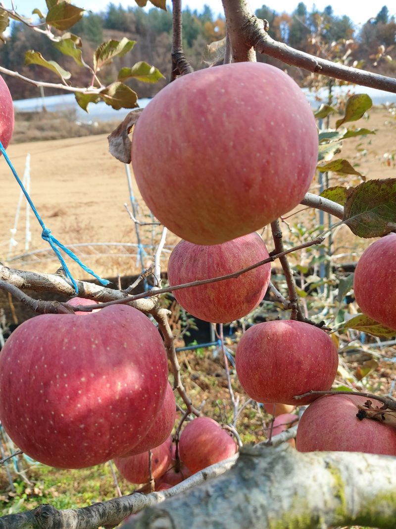 임한상님의 장터 판매 상품 [화천부사사과. 10kg.] 첨부 사진