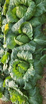 팜모닝 배추·수확 게시글 이미지