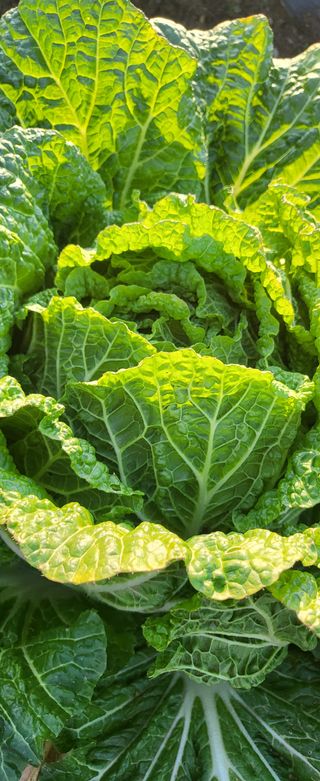 이미경님의 배추 · 수확 작성글 사진