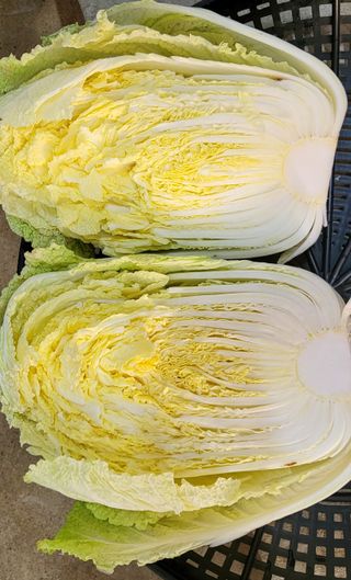 이미경님의 배추 · 수확 작성글 사진