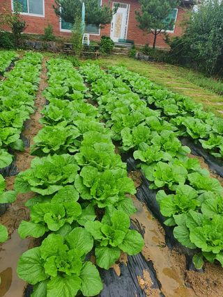 떡대님의 기타작물 · 병해충상담 작성글 사진