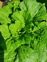 팜모닝 기타작물·병해충상담 게시글 이미지