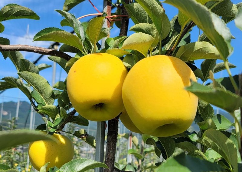 축복의땅 에덴동산님의 장터 판매 상품 [황금사과 3키로 특품(9과) ] 첨부 사진