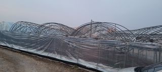 두릅나무21332님의 포도 · 자유게시판 작성글 사진