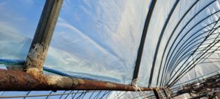 두릅나무21332님의 포도 · 자유게시판 작성글 사진