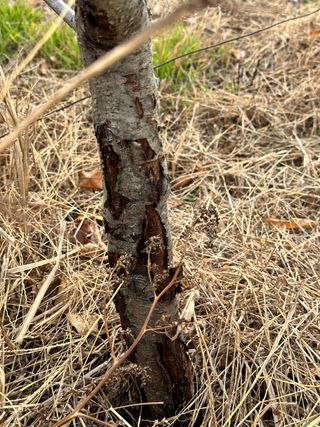 옥수수26905님의 복숭아 · 병해충상담 작성글 사진