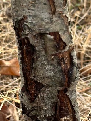 옥수수26905님의 복숭아 · 병해충상담 작성글 사진