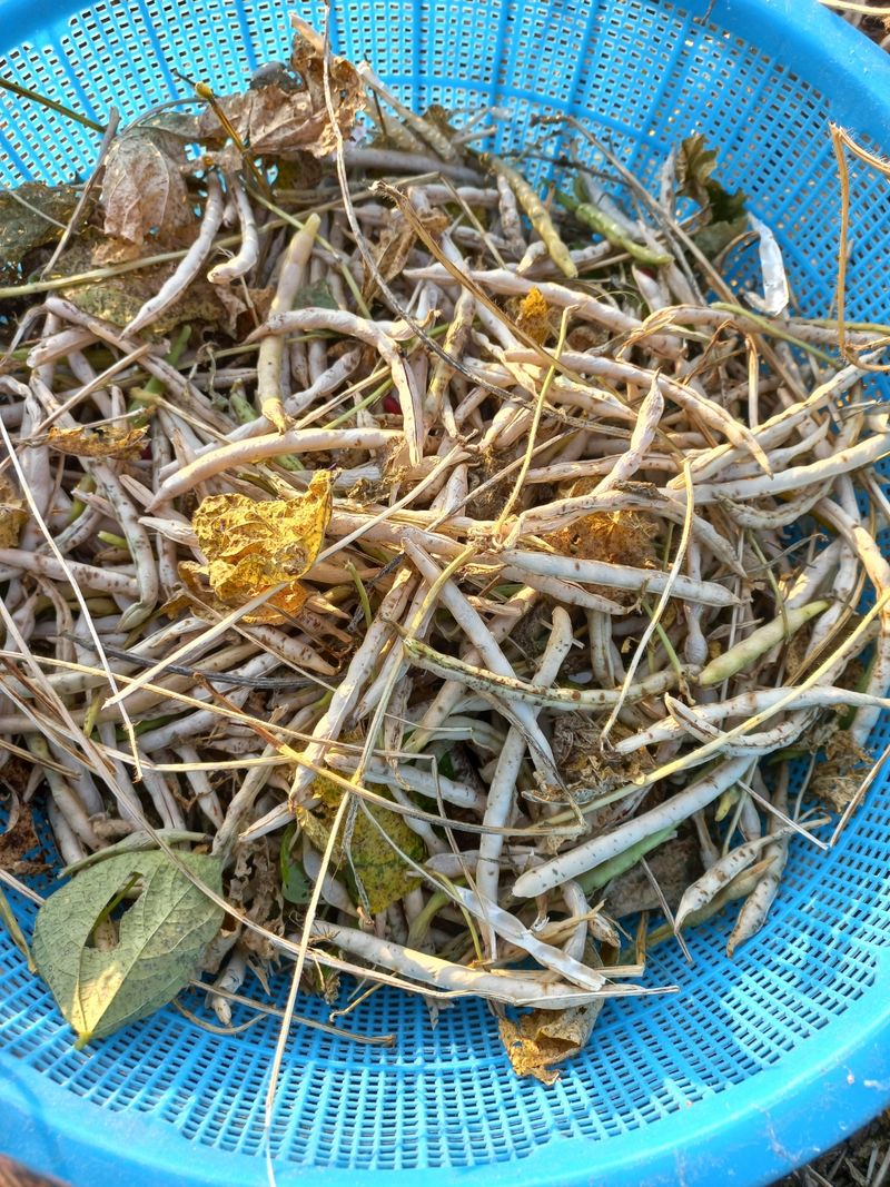 바다님의 장터 판매 상품 [붉은 팥.들깨.남해유자] 첨부 사진