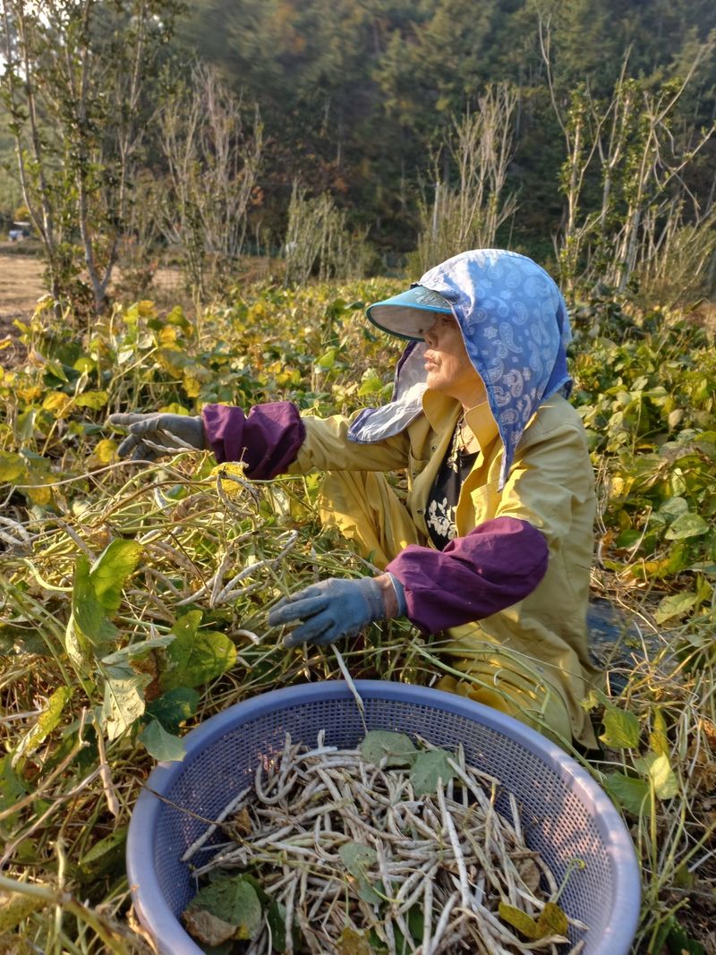 바다님의 장터 판매 상품 [붉은 팥.들깨.남해유자] 첨부 사진