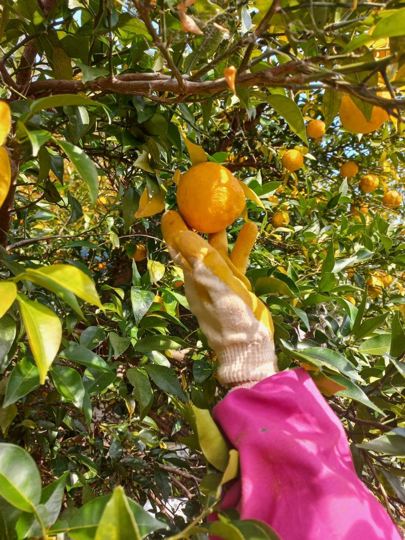 바다님의 장터 판매 상품 [붉은 팥.들깨.남해유자] 첨부 사진