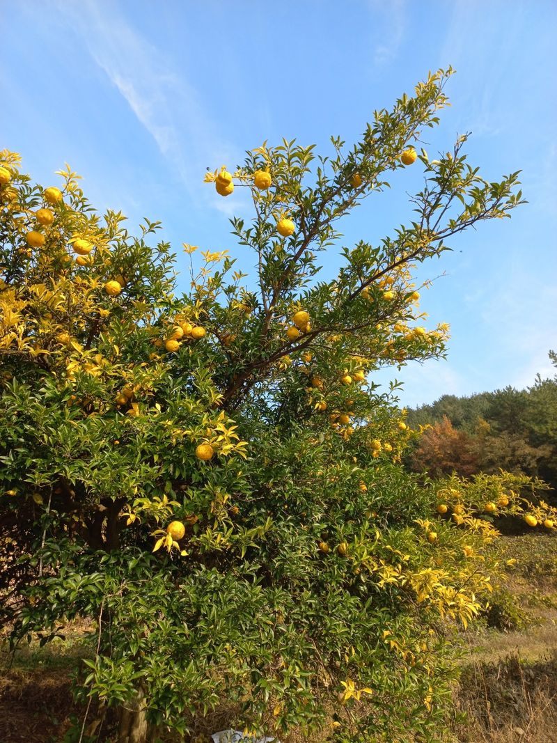 장터 상품 [붉은 팥.들깨.남해유자] 썸네일