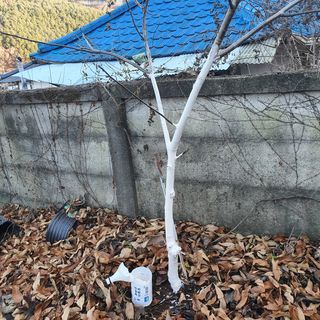 홍현직님의 기타작물 · 자유게시판 작성글 사진