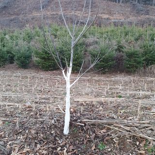 홍현직님의 기타작물 · 자유게시판 작성글 사진