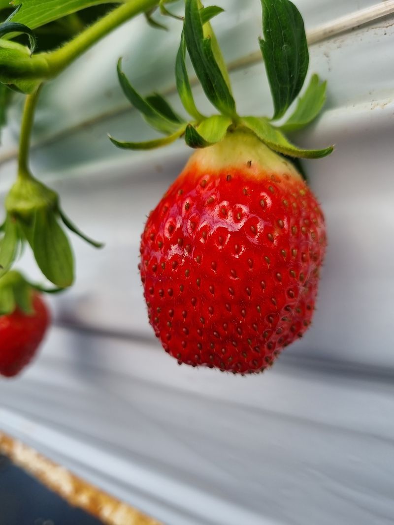 강길구님의 장터 판매 상품 [딸기 ] 첨부 사진