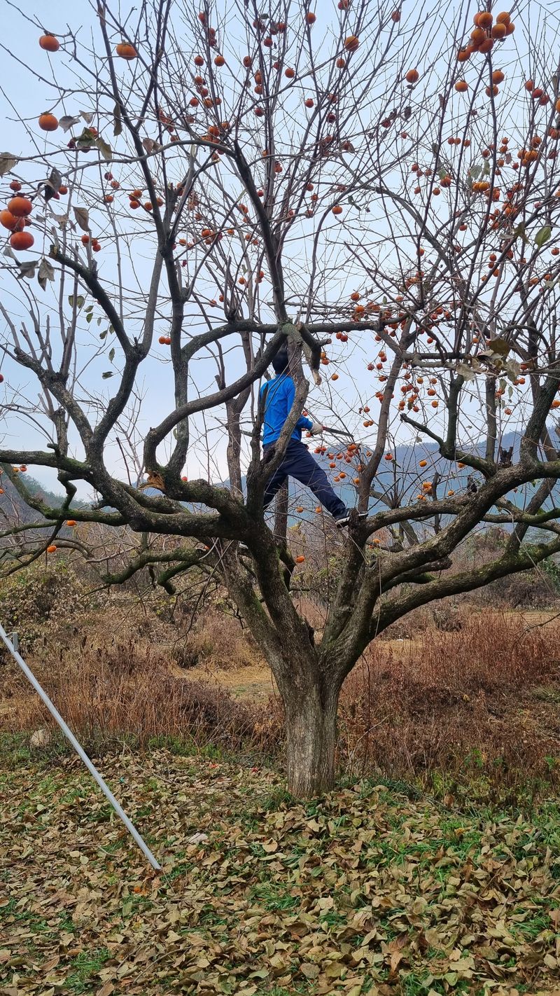 장터 상품 [찹쌀 20kg] 썸네일