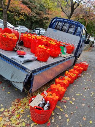 대봉감&단감님의 작성글 사진