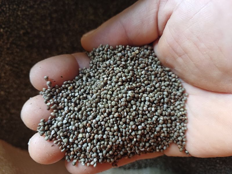 장터 상품 [토종햇들깨 5킬로] 썸네일