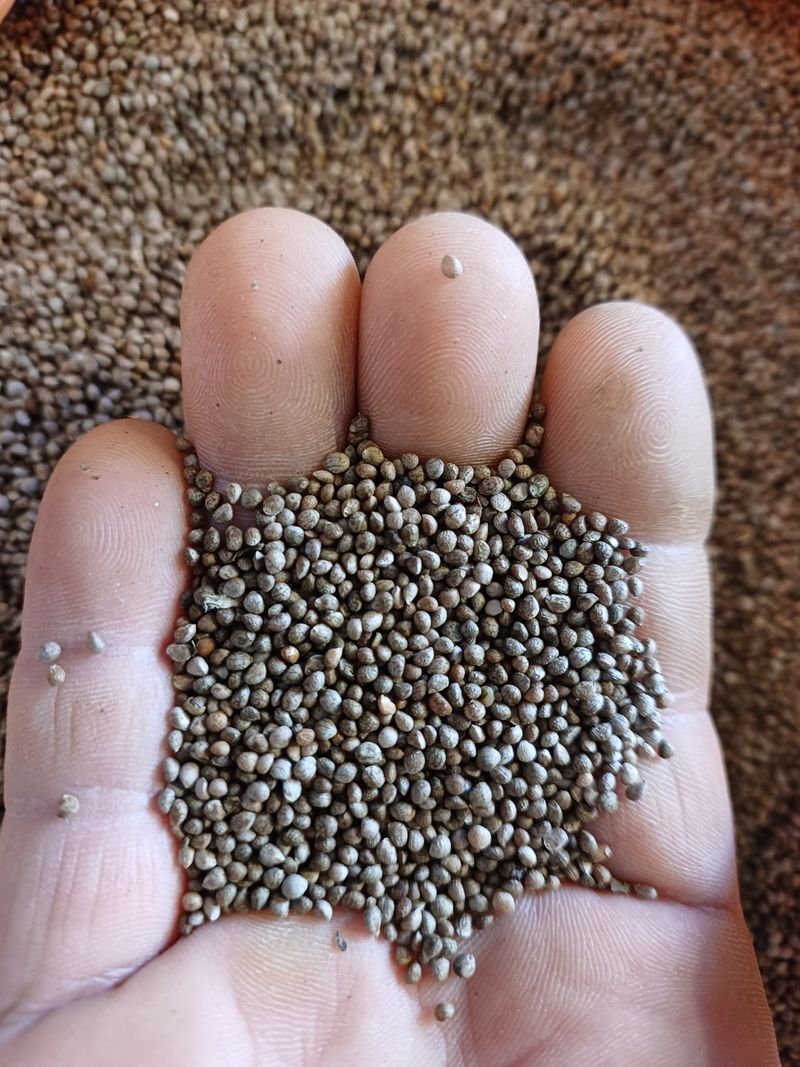 유영근님의 장터 판매 상품 [토종햇들깨 5킬로] 첨부 사진