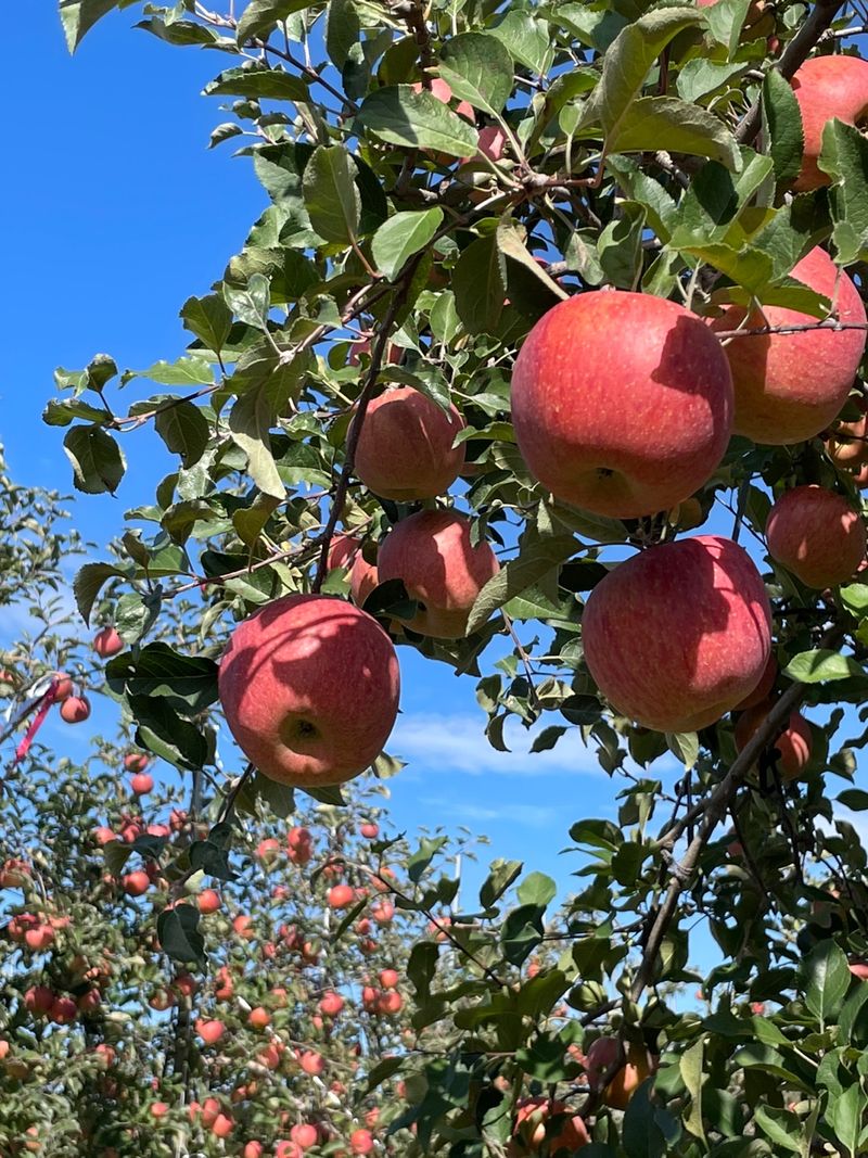 조순자님의 장터 판매 상품 [청송 부사 사과] 첨부 사진