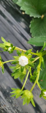 팜모닝 딸기·병해충상담 게시글 이미지