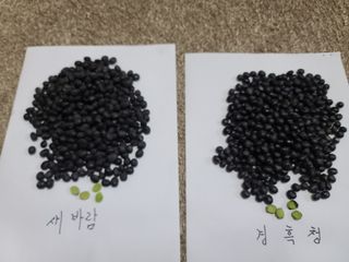 박영섭님의 콩 · 자유게시판 작성글 사진