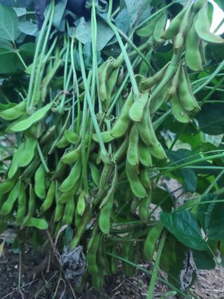 박영섭님의 콩 · 자유게시판 작성글 사진