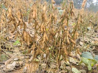 박영섭님의 콩 · 자유게시판 작성글 사진