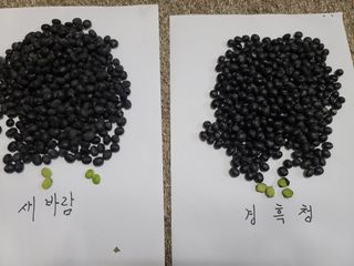 박영섭님의 콩 · 자유게시판 작성글 사진