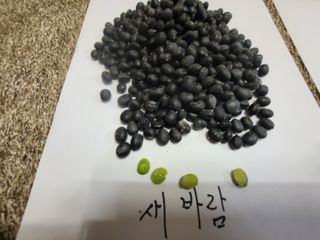 박영섭님의 콩 · 자유게시판 작성글 사진