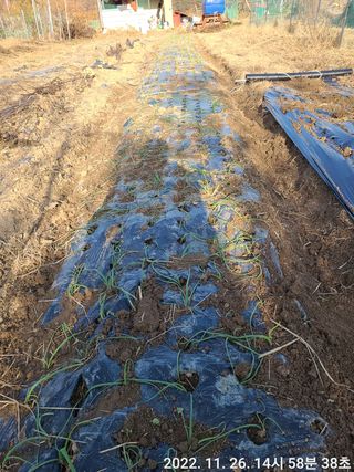 로즈마리님의 마늘 · 일상 작성글 사진