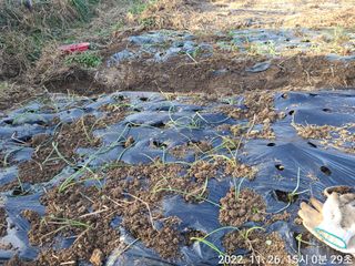 로즈마리님의 마늘 · 일상 작성글 사진