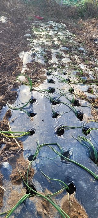 로즈마리님의 마늘 · 일상 작성글 사진