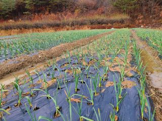 노고단님의 기타작물 · 자유게시판 작성글 사진